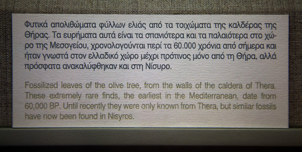 Απολιθωμένα φύλλα ελιάς της Σαντορίνης – Greek City Times