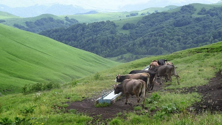 global warming cows livestock armenia