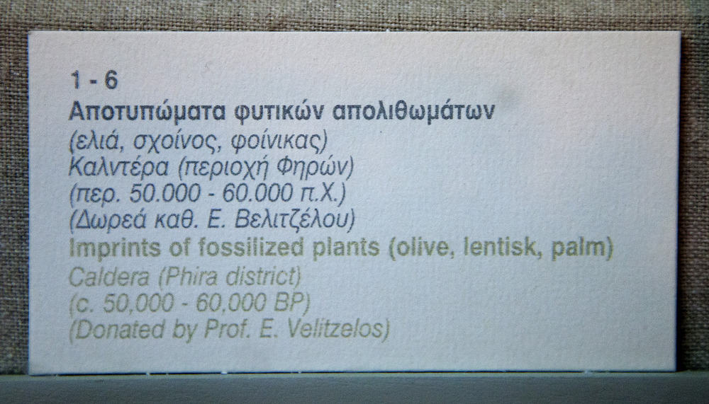 Απολιθωμένα φύλλα ελιάς Σαντορίνης11