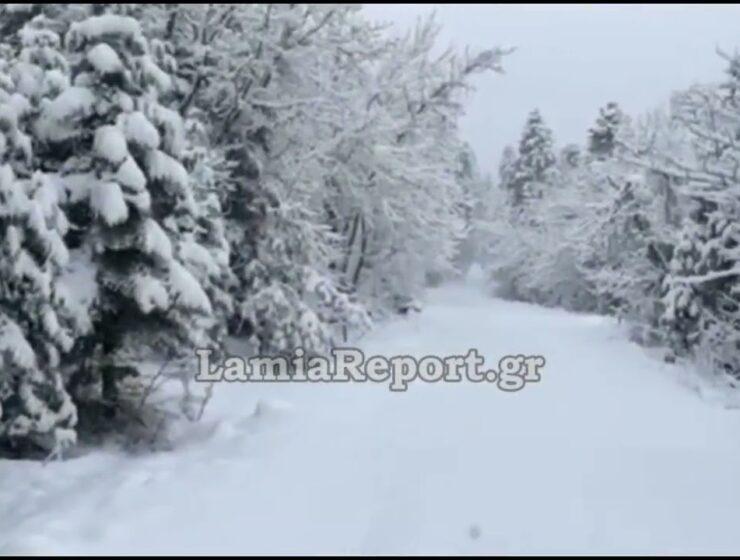Lamia snow