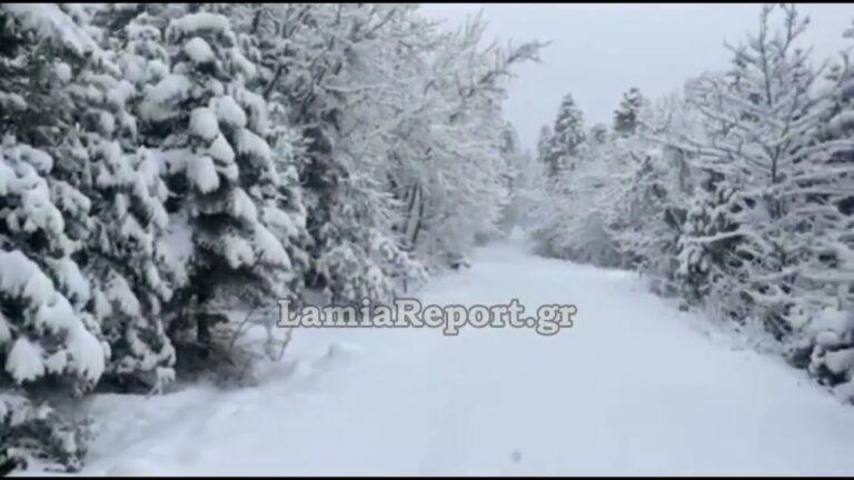 Lamia snow