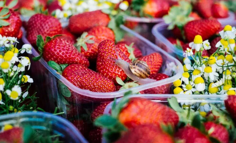 strawberry strawberries snail