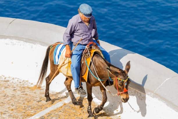 Greek government creates 'horse' registry for their care and safety