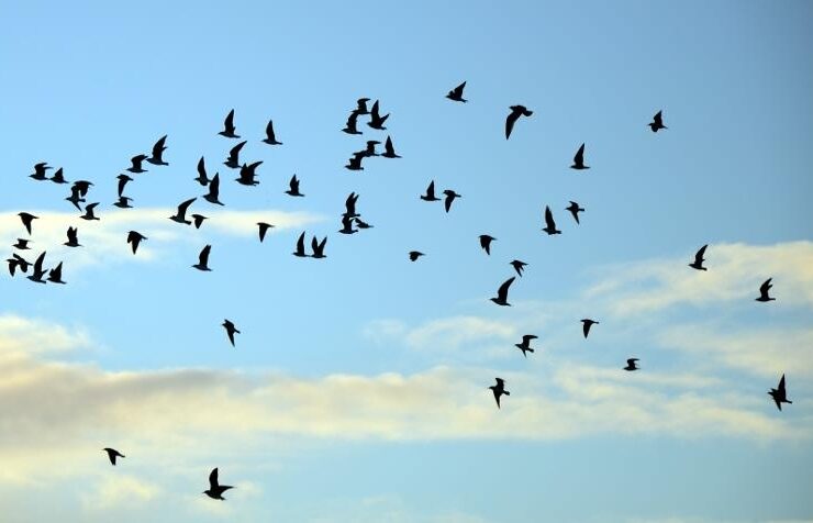 30 million migratory birds stop on the islands of Greece 3