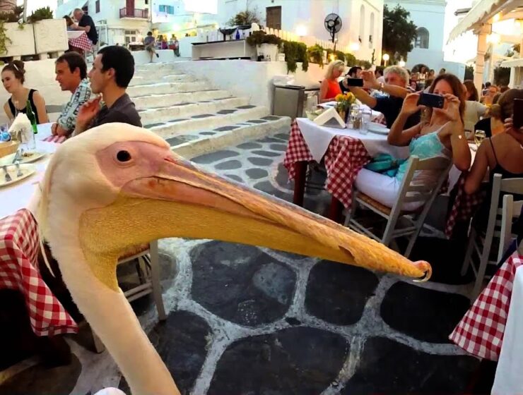 Mykonos Petros the Pelican