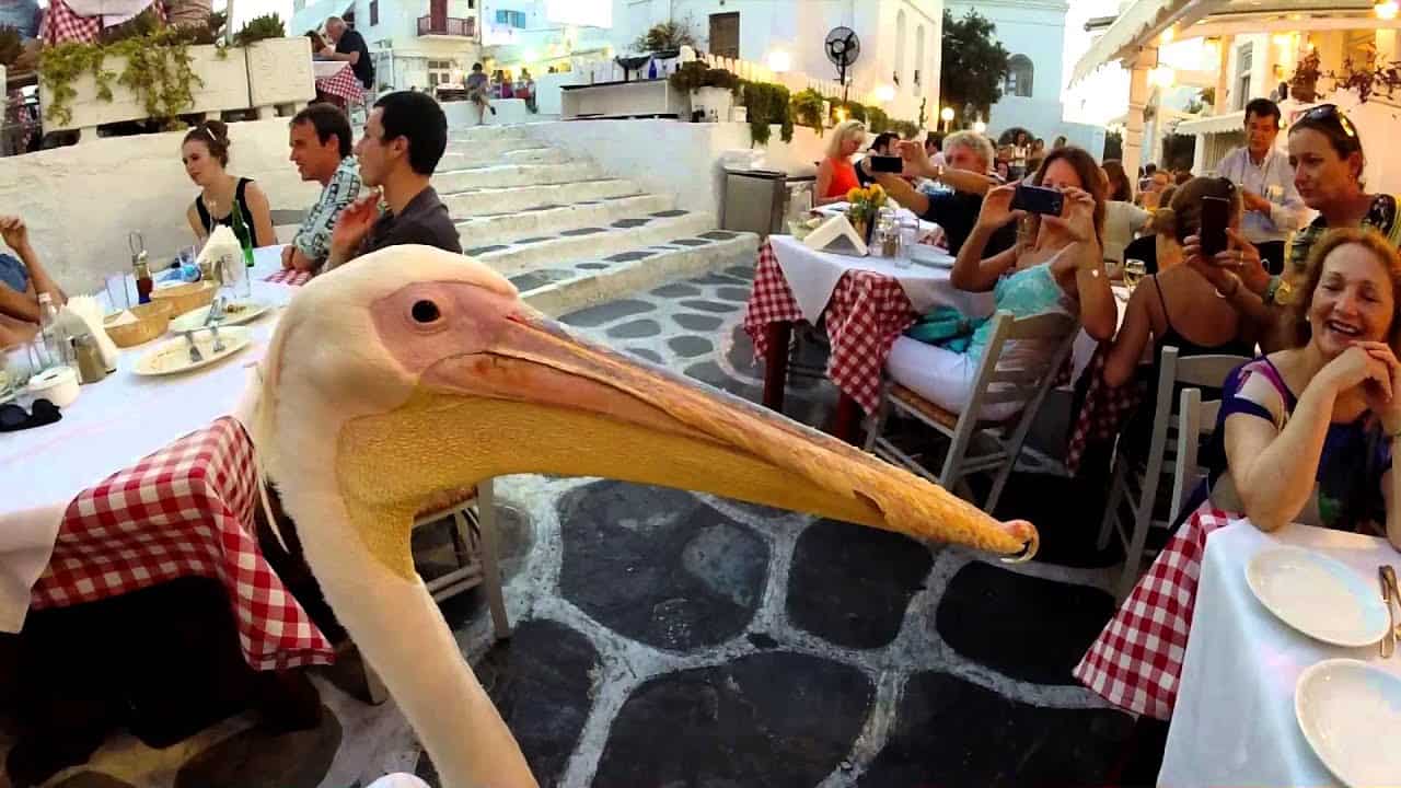 Mykonos Petros the Pelican