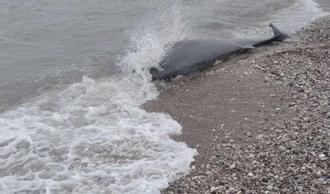 Dead whale washed ashore on the island of Rhodes 4