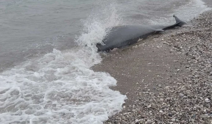 Dead whale washed ashore on the island of Rhodes 3