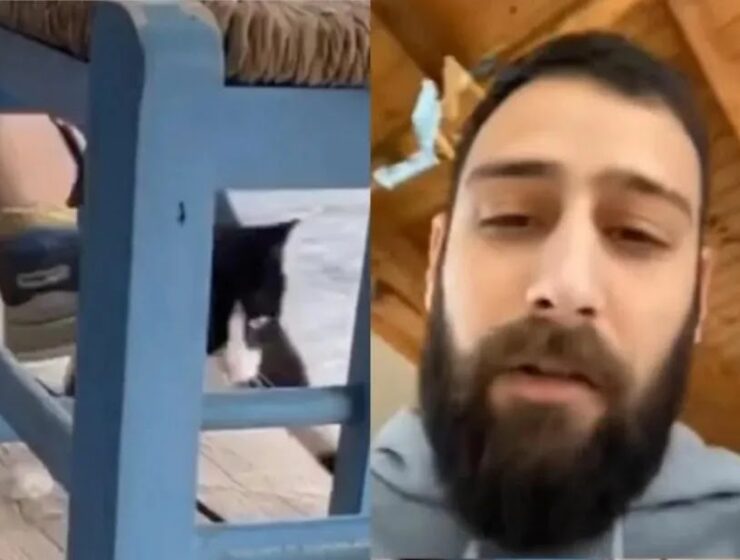 Albanian man arrested after kicking kitten into the sea 1