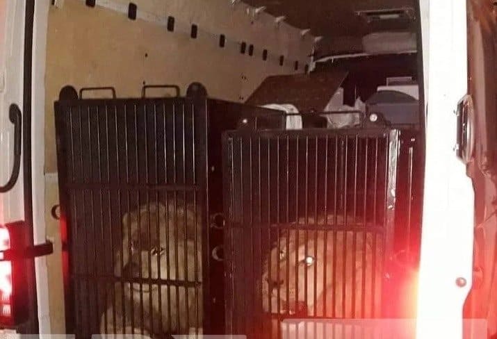 103725 animal abuse two lions and a tiger destined for mykonos