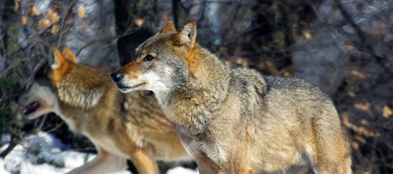 wolf wolves epirus Arcturos Environmental Center