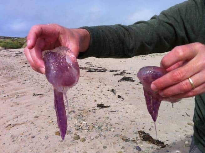 purple jelly fish athens