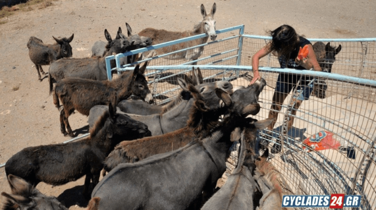 Ios businesswoman looks after 17 abused donkeys - See photos
