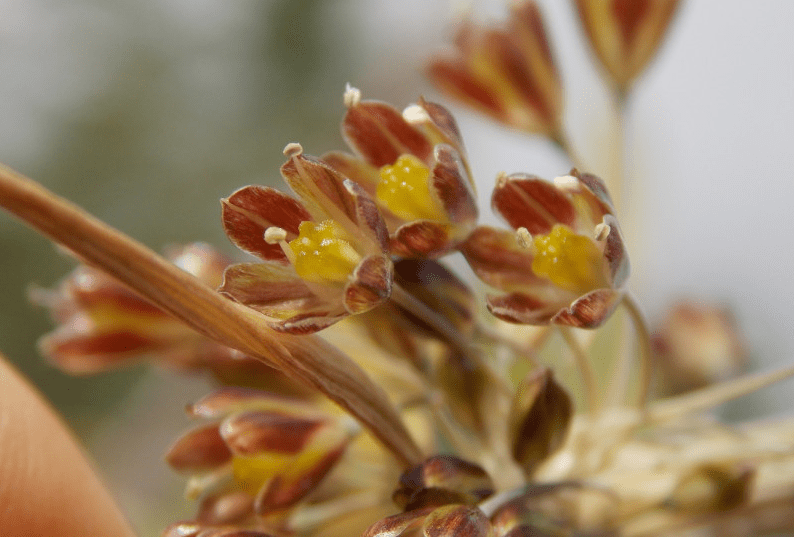Allium goumenissanum