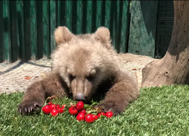 bear thomas cherries