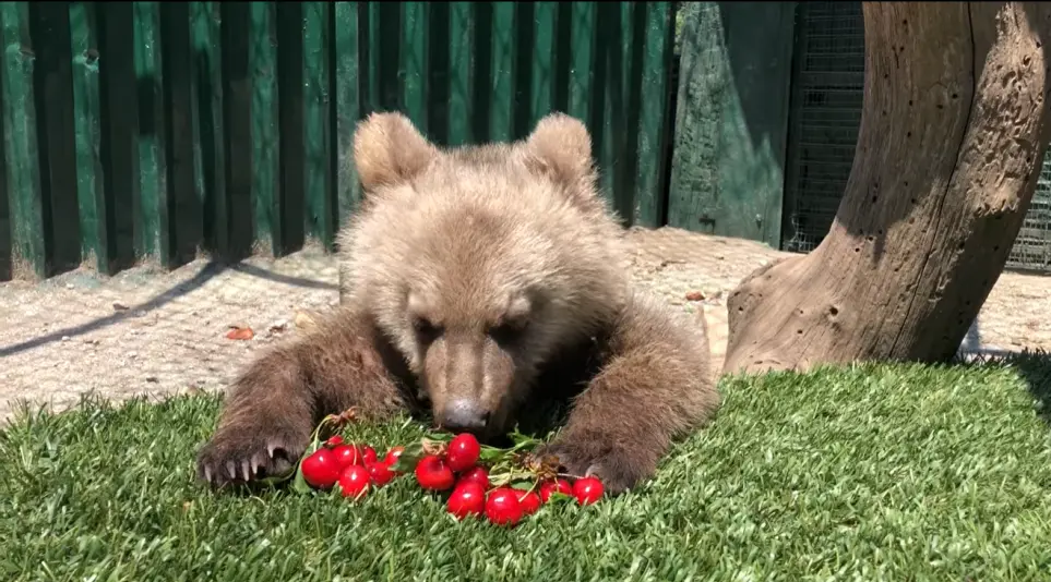 bear thomas cherries
