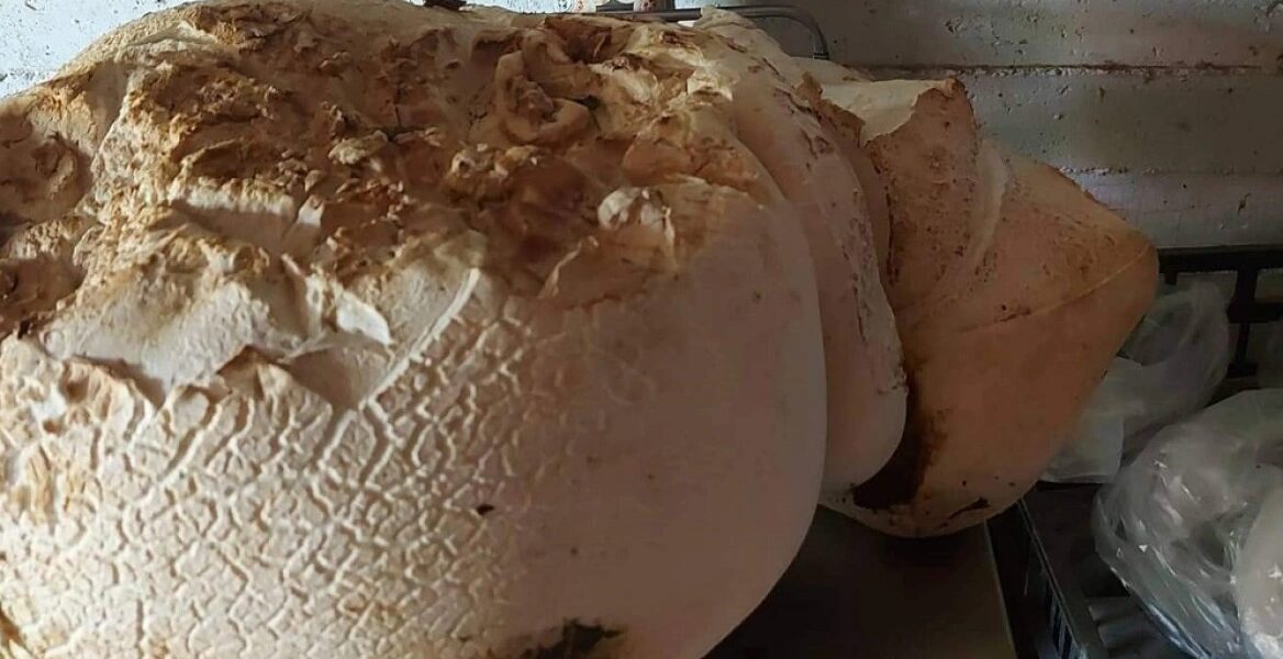 Mushroom - "giant" weighing 9 kg was found in Tetralofos Kozani
