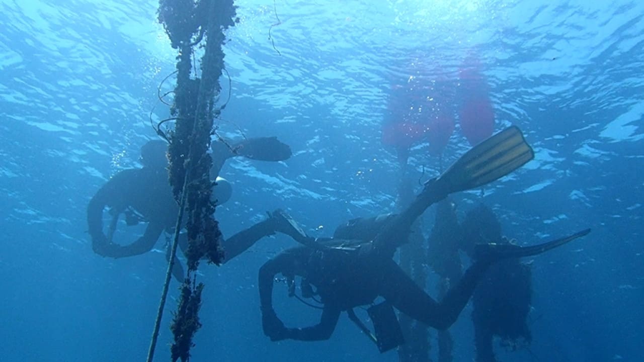 Underwater Robot Cleans Alonissos Seabed