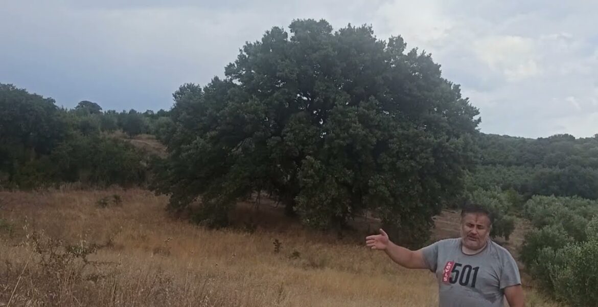 oak tree Stamna Messolonghi