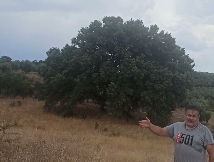 oak tree Stamna Messolonghi