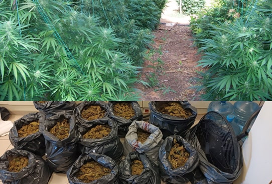 Giant marijuana plantations in Mount Olympus region; 11 tonnes worth 40 million euros