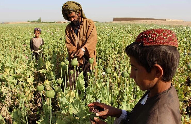 Taliban Afghanistan heroin poppy NATO