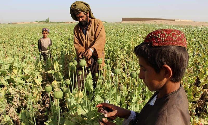Taliban Afghanistan heroin poppy NATO