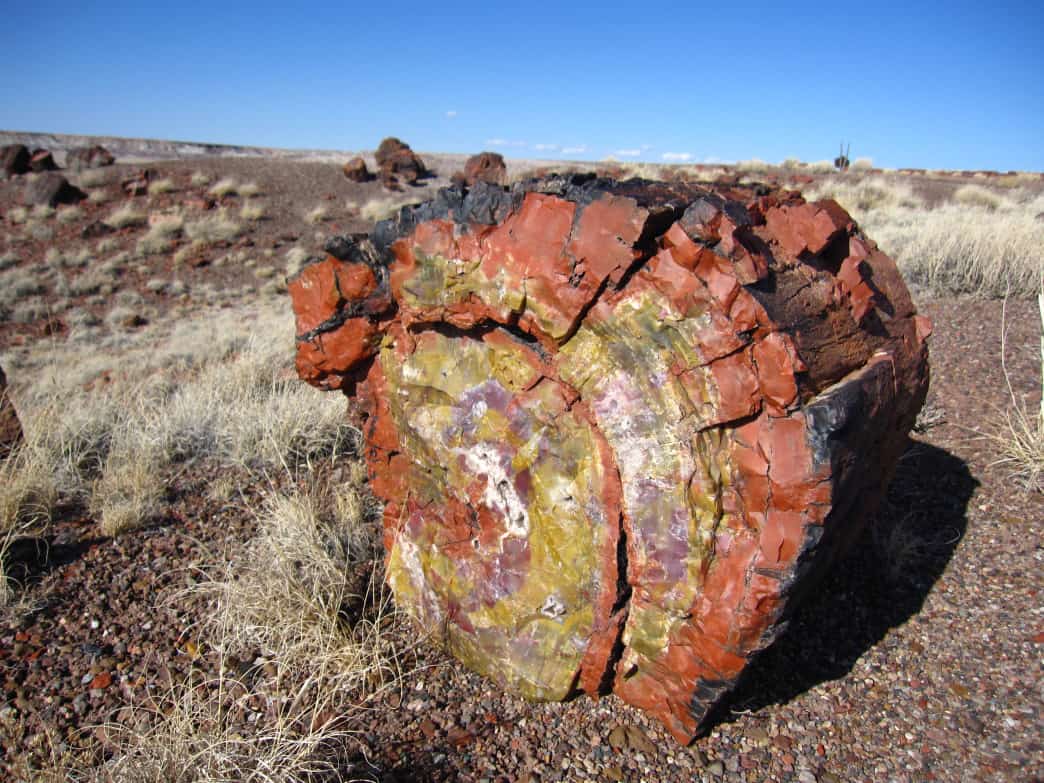 Lesvos Petrified Forest