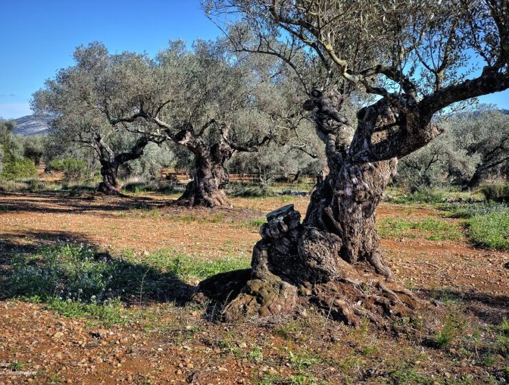 olive tree crete