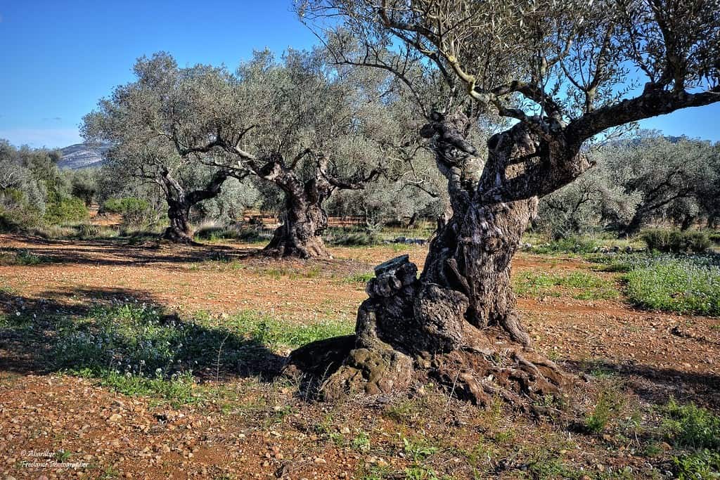 olive tree crete