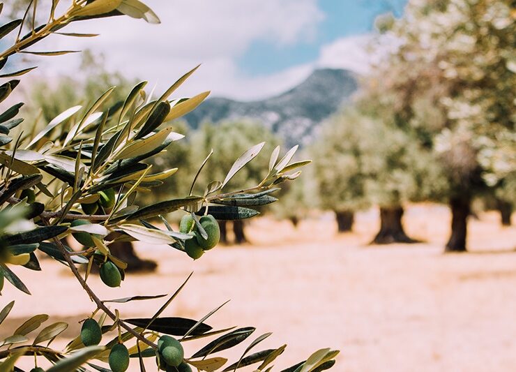 olives olive trees crete