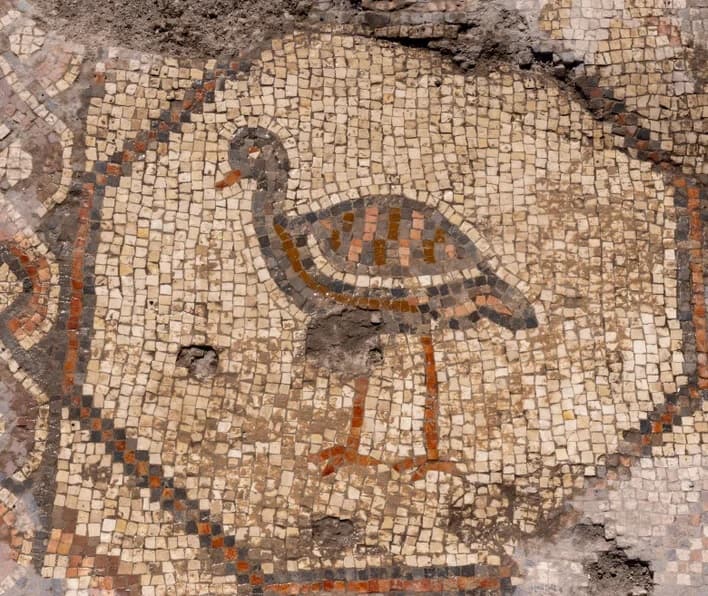A bird depicted in the narthex octagonal medallions mosaic at the Martyrion of Theodoros, or "Burnt Church" in northern Israel. Credit: Michael Eisenberg