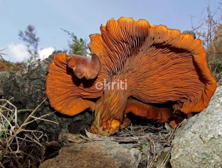 Crete Mushroom