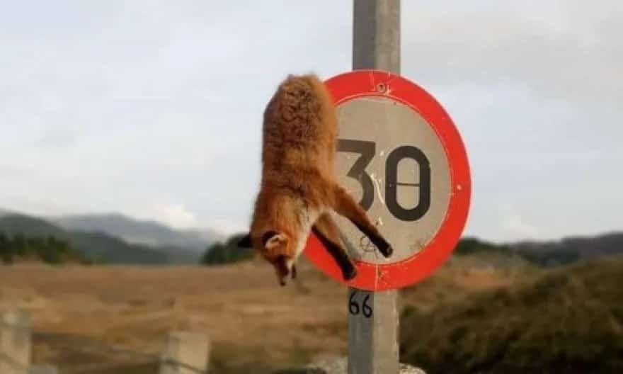 Dead fox in Metsovo