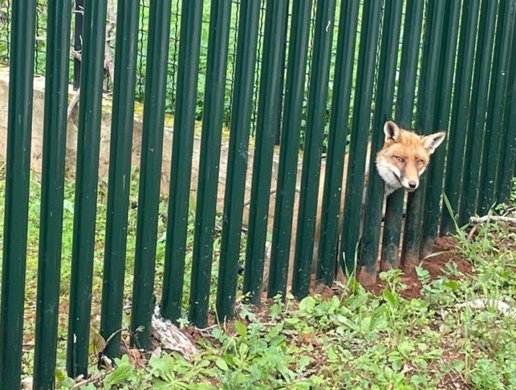 fox fence Thrakomakedones
