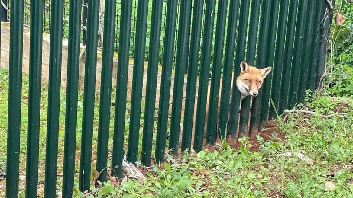 fox fence Thrakomakedones