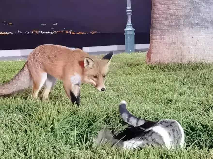 fox and cat in loutraki