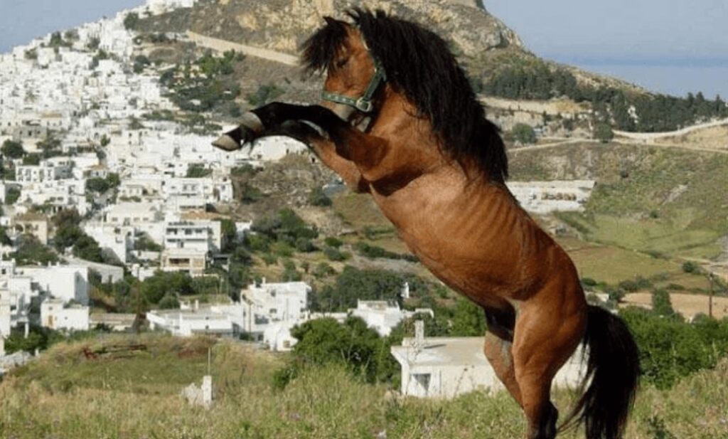 Skyrian Horse