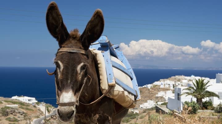 greek donkey greece lesvos