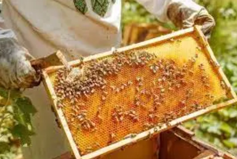 Bees honey