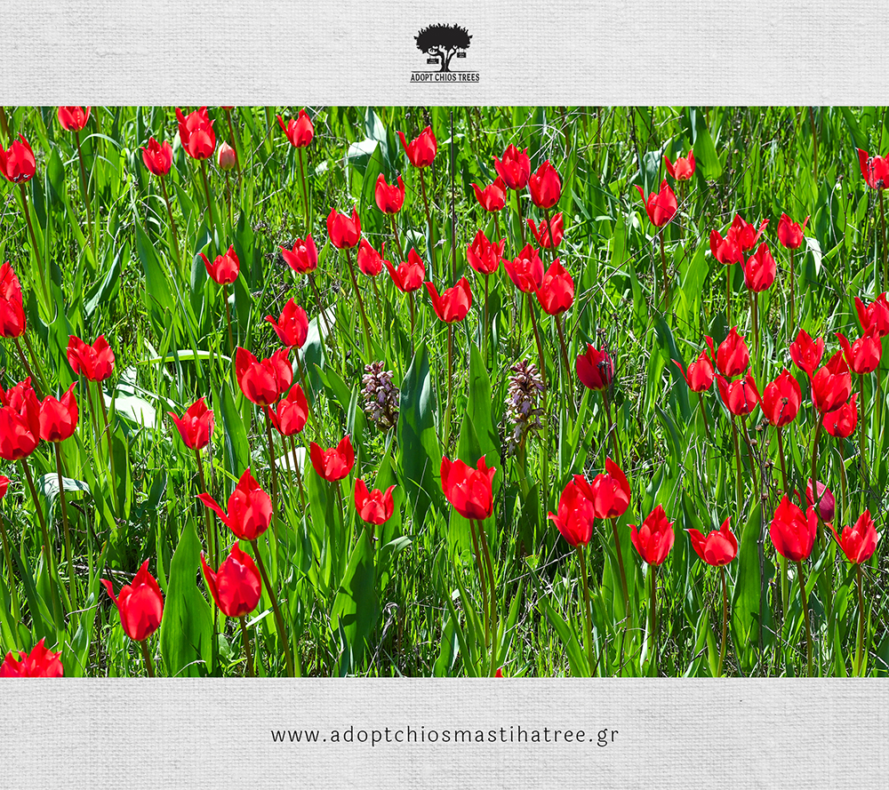 Spring at Chios Lalades the wild red tulips