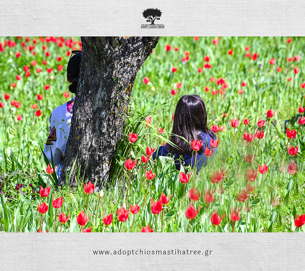 Spring at Chios Lalades the wild red tulips