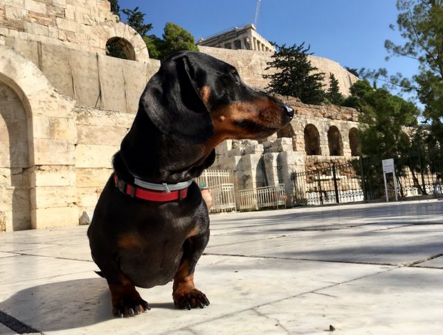 Dog friendly: Pets allowed into more than 120 archaeological sites in Greece