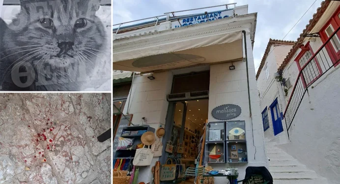 15,000-euro fine for Hydra man who threw kitten from an eight-meter ledge