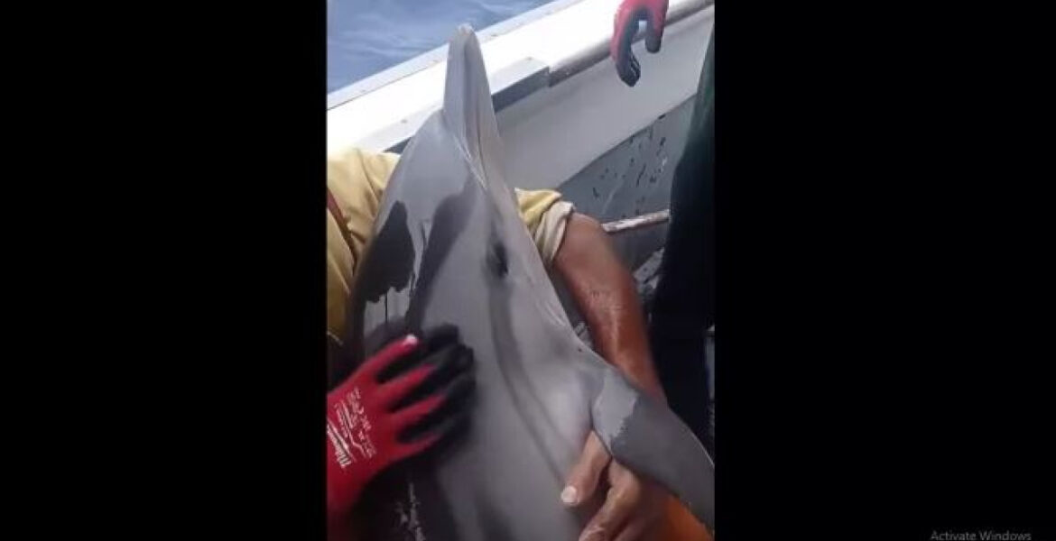 During the rescue operation, the fishermen couldn't help but express their admiration for the dolphin's beauty as they gently stroked the frightened animal, seeking to comfort and calm it. Amidst the urgency of the situation, one crew member could be heard urging his colleagues with heartfelt concern, emphasizing the importance of promptly returning the dolphin to its natural habitat, fearing that it might perish if kept out of the water for too long. Following the successful liberation, the Captain of the boat shared with the local news website Kalymnos-News that the dolphin exhibited a touching display of gratitude to its rescuers. After being released, the dolphin remained in close proximity, gracefully circling and leaping around the vessel, as if to express its profound appreciation in its own adorable way. This joyful interaction between the dolphin and its saviors served as a heartwarming reminder of the profound bond that can exist between humans and the remarkable creatures that inhabit our oceans.