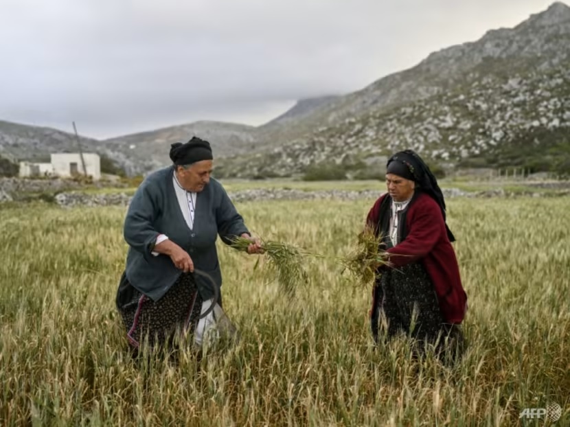 (Left) Anna Lentakis, 67, works in the fields near Olympos. (Photo: AFP/Louisa Gouliamaki)