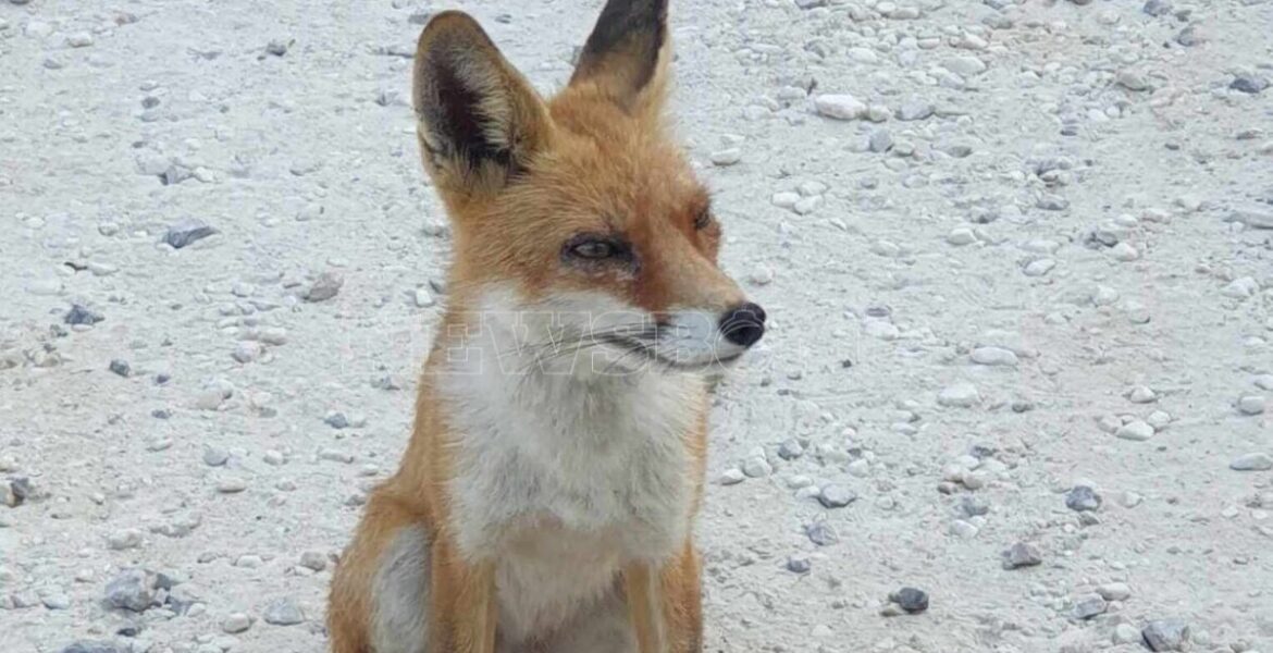 fox parnitha july 2023