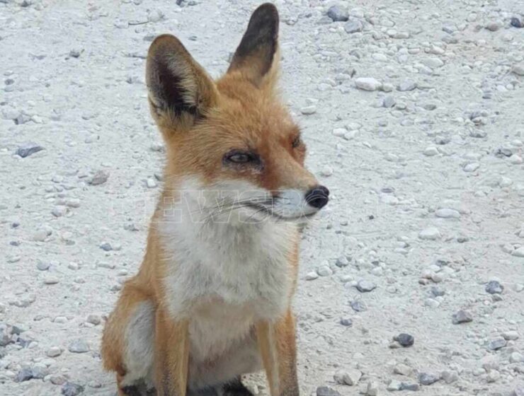 fox parnitha july 2023