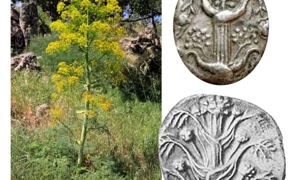 A ‘miracle plant’ was just rediscovered after 2,000 years in Turkey Ancient Greece