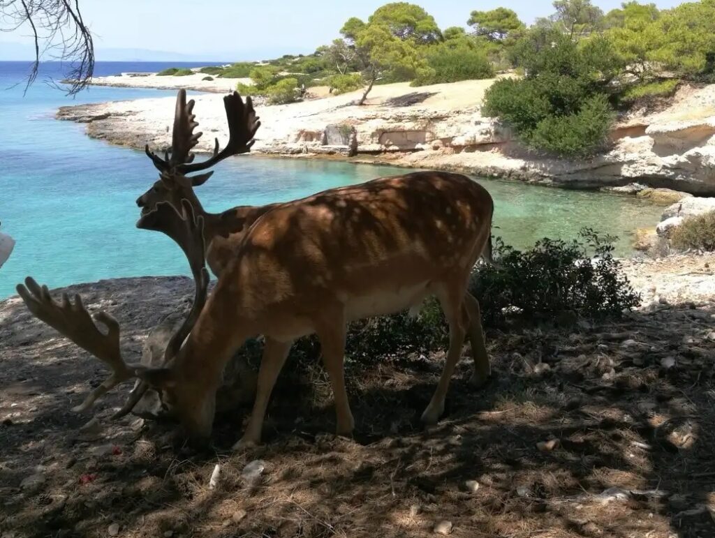 Moni island deer Saronic